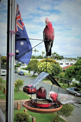 Some of the rowdy galahs who visit Mike and Deb after migrating to the coast to escape inland droughts.   