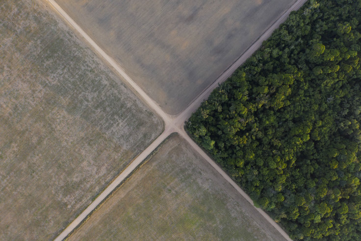 Amazon Deforestation Skyrockets To 12 Year High Under Bolsonaro