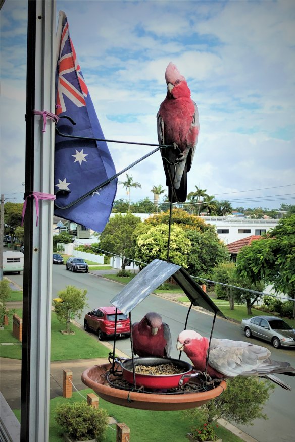 Some of the rowdy galahs who visit Mike and Deb after migrating to the coast to escape inland droughts.   