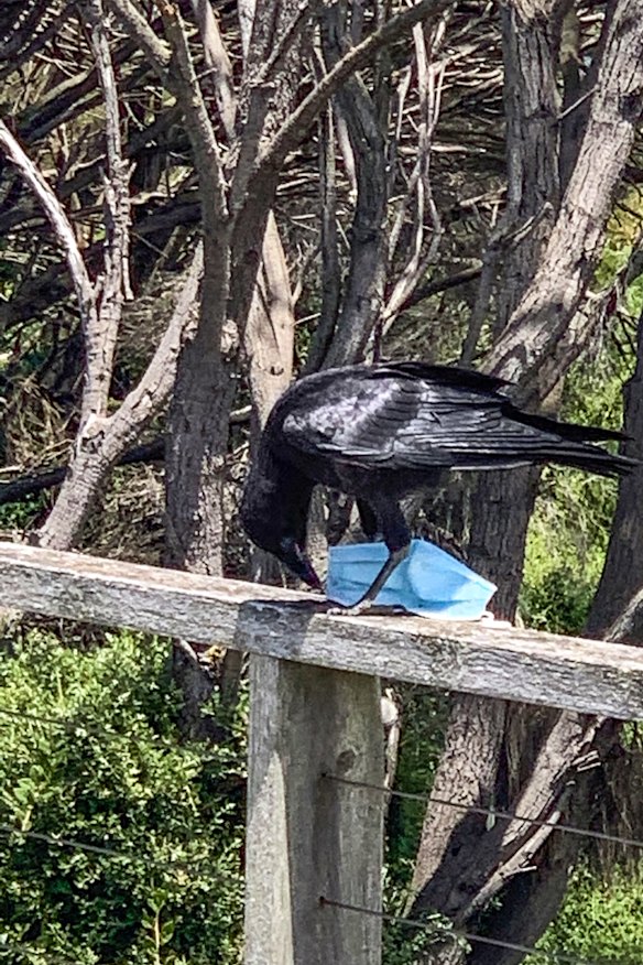 A raven with a mask on Phillip Island. The bird was eventually able to dislodge the mask from its foot.  