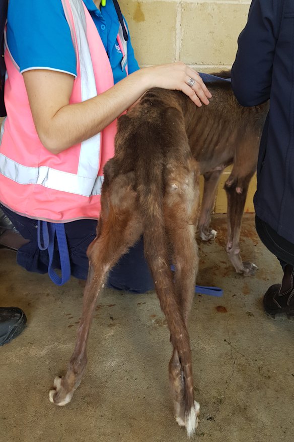 The dogs are now recovering with care from RSPCA vets.