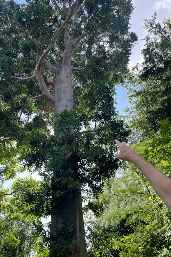 Jim Killen said many trees, including this Queensland Kauri, were dramatically undersized in the original arborist report. 