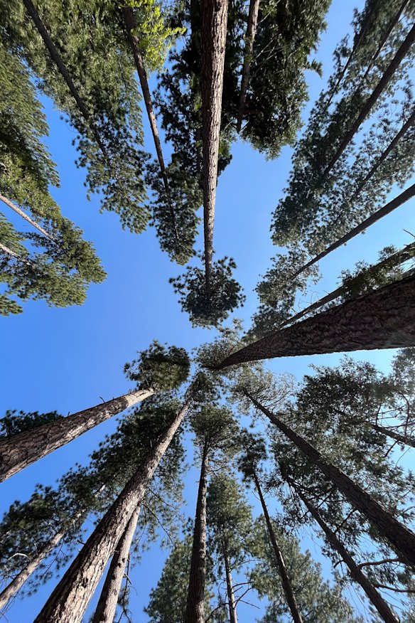 The view from Aarti Betigeri’s hammock during a visit to Yosemite in 2023.