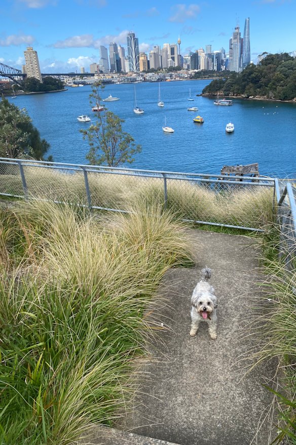 Tilly takes her human for a walk in Waverton.