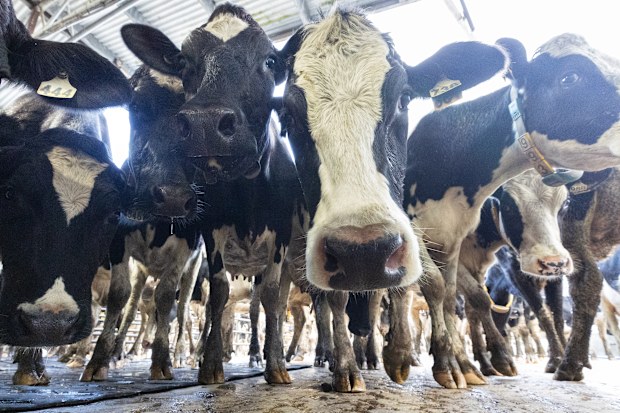 Vegemite owner Bega Cheese, which owns dairy brands including Dairy ...