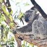 ‘Fate of koalas’ in Labor’s hands as it mulls 3000-home development near key habitat