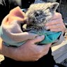 A man has been charged over the deaths of nine wombats, including joey Hope’s mother. 