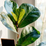 Houseplants need different care during winter. Here’s how to look after yours