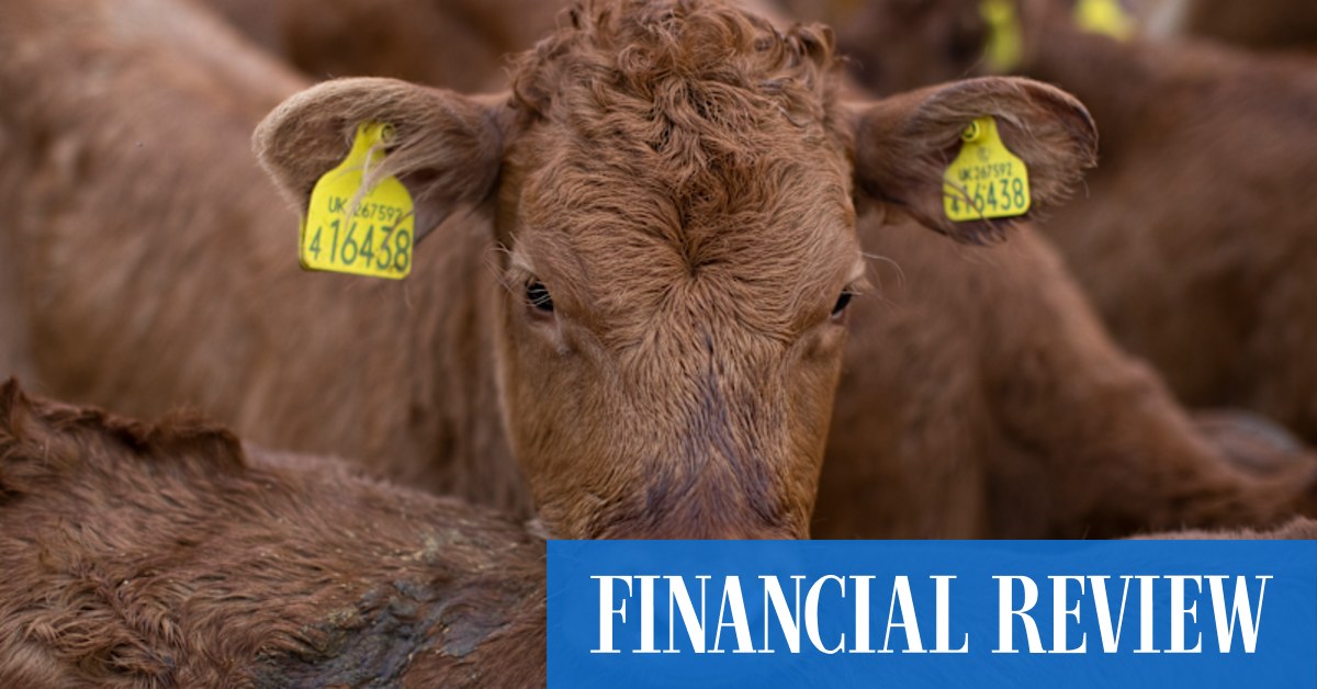 China trade: Aussie beef exports left out in the cold in sanctions fix - Vimarsana News