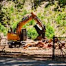 Pictures of the tree stumps left after tree removal due to the Polyphagous shot hole borer, on the edge of Kings Park, fronting Mounts Bay Road in Perth.
