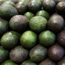 Costa chief hopes for avocado-led economic recovery