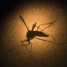 Are you a mosquito magnet? It’s because of how you smell