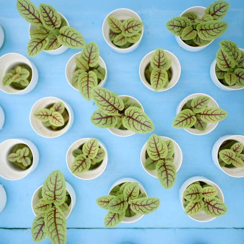 Singapore Hotel Turns Over A New Leaf With Aquaponics Farm