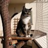 Perth councils are crying out to implement their own cat containment laws.