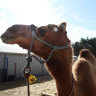 Australian camels come under artillery fire in Libya