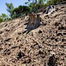 Pictures of the tree stumps left after tree removal due to the Polyphagous shot hole borer, on the edge of Kings Park, fronting Mounts Bay Road in Perth.
