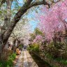 Cherry blossoms along the Philosopher’s Path.