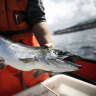 ‘Very much Tasmanian’: Salmon grower Tassal chief bats away foreign ownership concerns