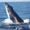 Humpbacks looking for love turn from wailing to ‘whaling’