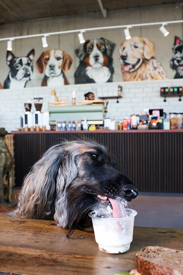 Cafe namesake Baba Ganoush has a lactose-free puppy-cino at Baba G’s.