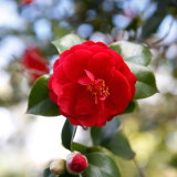 Itâs time to cut back camellias.