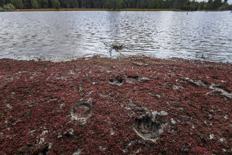 Brumby pugmarks near Hutt Lake in the Barmah National Park. 
