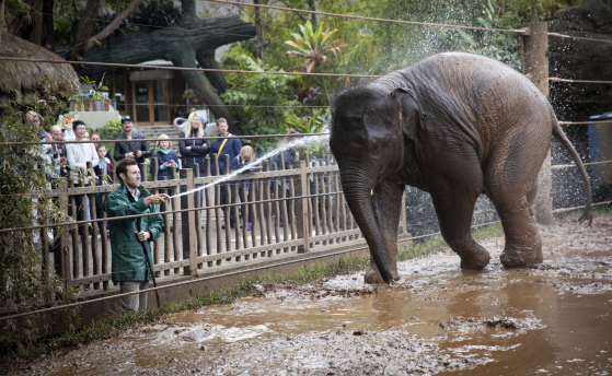 Walk-through elephant wash courtesy of keeper Tim Bennett.