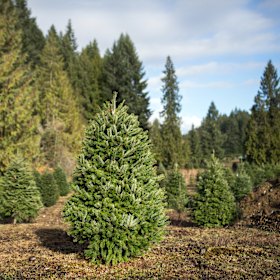 To tree or not to tree in your next life