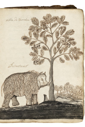 여행에서 코뿔소와 타마린드 나무의 스케치.