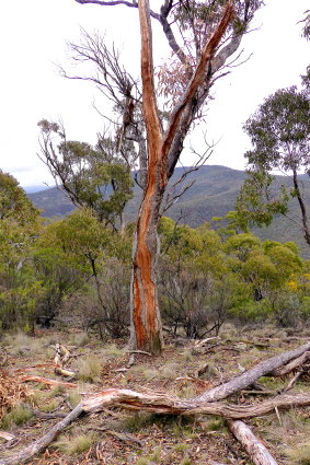A tree struck by lightning near Canberra.