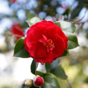 It’s time to cut back camellias.