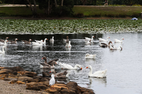 Birds enjoying the refilled Busbys Pond on Sunday.