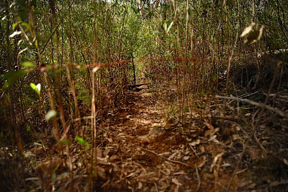 The beginning of the trail.