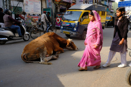 A cow resting in the street in Varanasi, Uttar Pradesh, India.