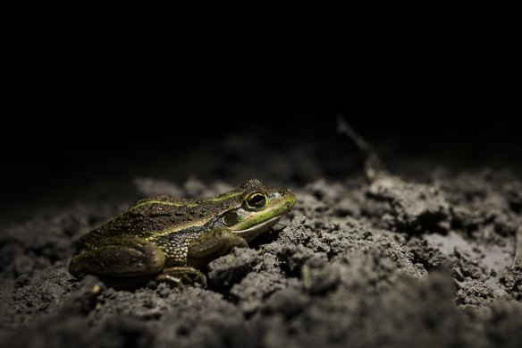 Gayini wetlands are teaming with animals, including the endangered Southern Bell Frog.