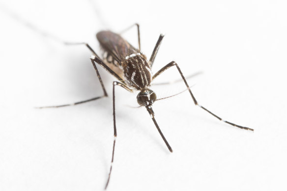 Researchers from QIMR have led a study showing simple devices in homes in Mexico greatly reduced the number of the disease-bearing mosquito Aedes aegypti (pictured) as well as how often they bite people.