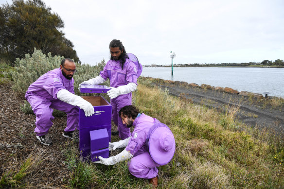Artificial intelligence experts from startups Vimana Tech and Xailient prepare the purple hives at the Port of Melbourne on Monday.