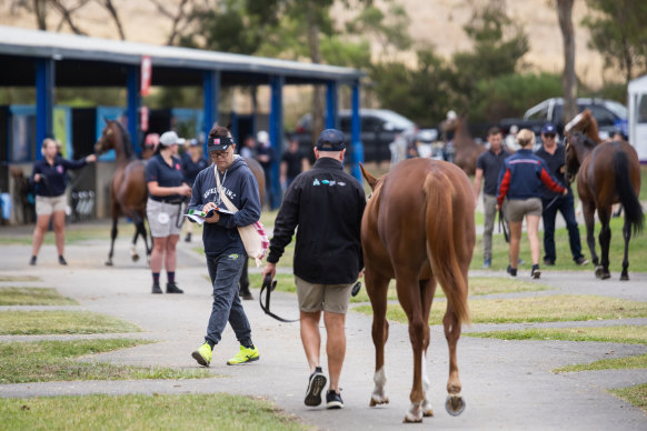 Over 800 yearlings will go through the sales ring at Inglis next week.