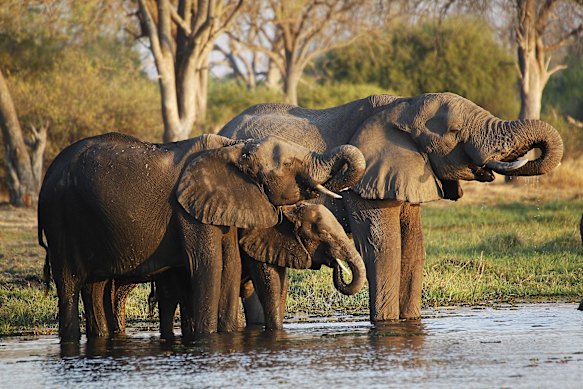 Elephants in Moremi Game Reserve, Botswana.