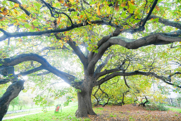 The Separation Tree at the Abbotsford Convent. 