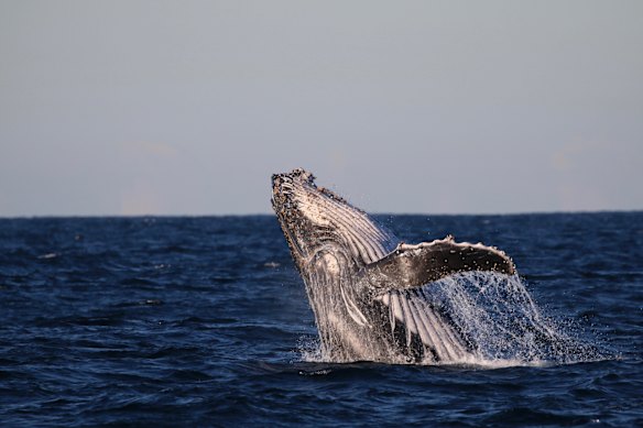 A humpback breaches off Bondi on the day of the winter solstice.