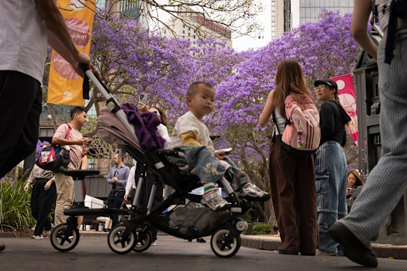The flowers, on trees which are native to Brazil, usually reach their peak in November.