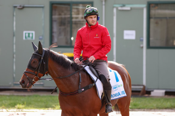 Camorra will make his Australian debut in the Cup for Ben and JD Hayes.