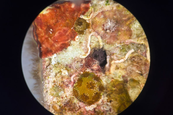Viewed through a microscope, a tile placed by scientists on the Great Barrier Reef three months ago, shows small coral regeneration.