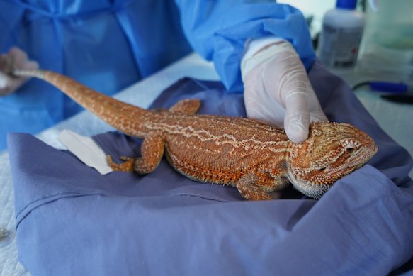 A bearded dragon seized as part of Operation Pike. The reptiles can sell for $5000 on the black market.