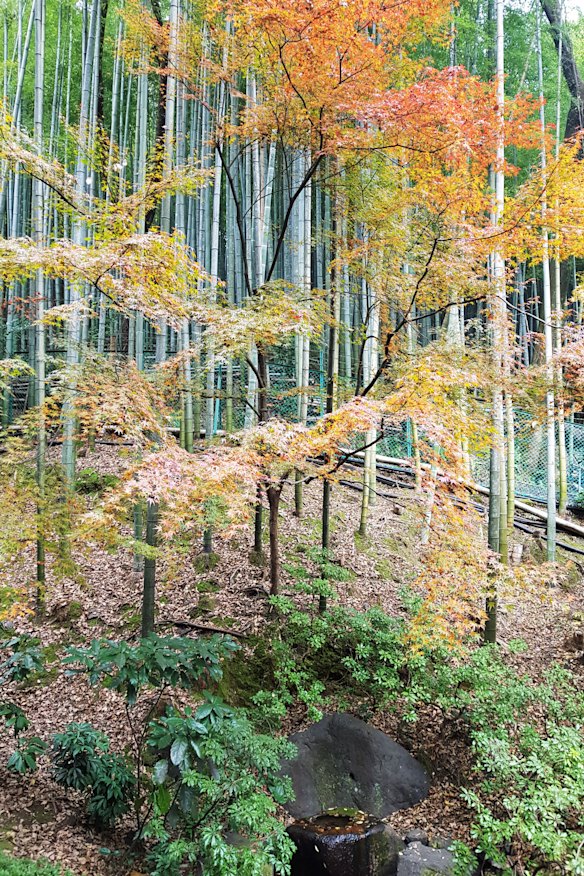 A walk in the woods.