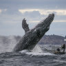 ‘Acrobatic’ humpbacks herald the start of whale watching season