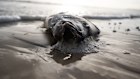 A dead snapper washed up on Glenelg Beach in Adelaide.