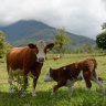 Indonesia reveals more cases of disease in cattle from Australia