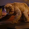 The Diprotodon Optatum, the largest marsupial that ever lived.